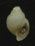 Colostracon tyrrhenicum